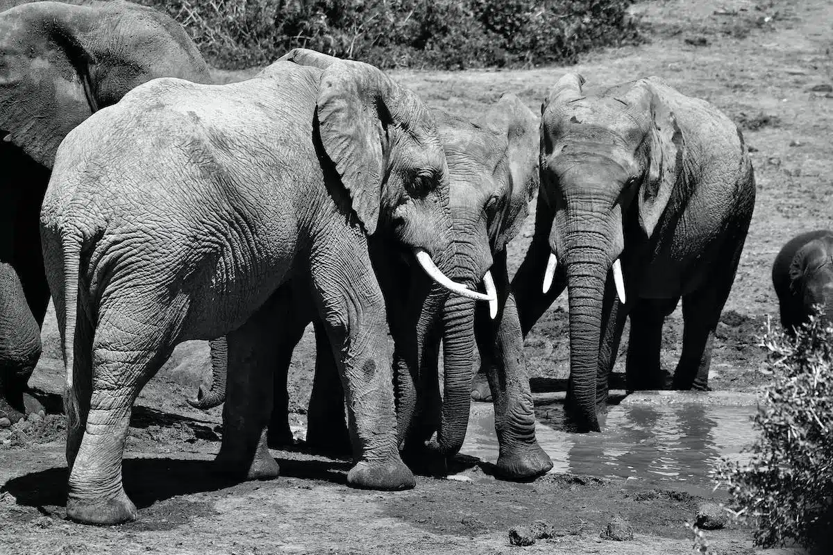famille animaux
