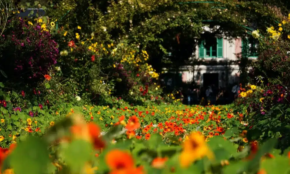 green trees and plants near white house during daytime