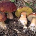 Comment savoir si un cèpe est comestible