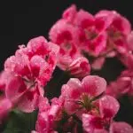 Plantes vivaces couvre-sol : les différentes variétés