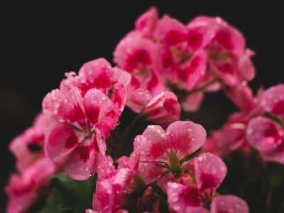 Plantes vivaces couvre-sol : les différentes variétés