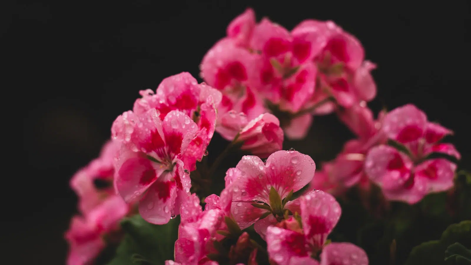 Plantes vivaces couvre-sol : les différentes variétés