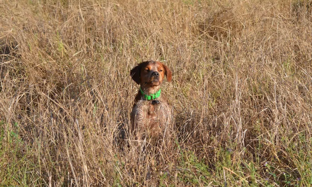 Comment choisir le gilet de protection pour un chien de chasse ?