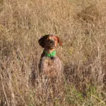 Comment choisir le gilet de protection pour un chien de chasse ?