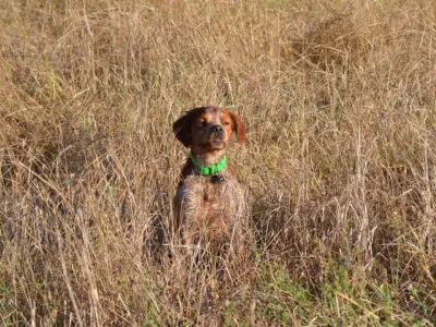 Comment choisir le gilet de protection pour un chien de chasse ?