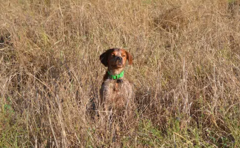 Comment choisir le gilet de protection pour un chien de chasse ?