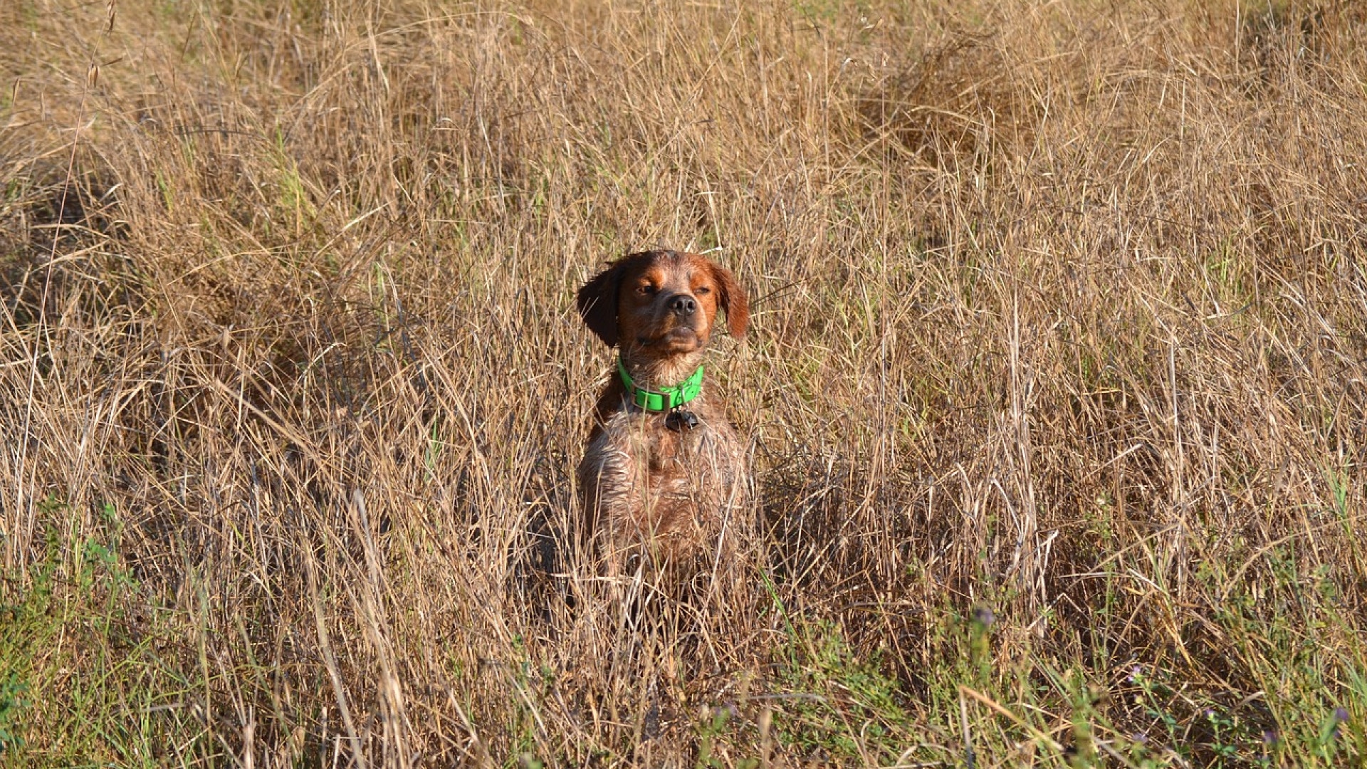 Comment choisir le gilet de protection pour un chien de chasse ?