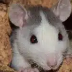 Comment savoir si vous avez des rats chez vous ?