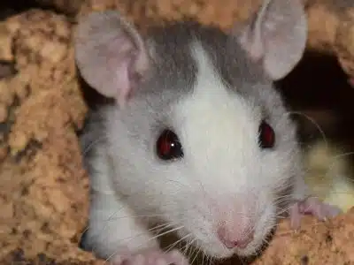 Comment savoir si vous avez des rats chez vous ?