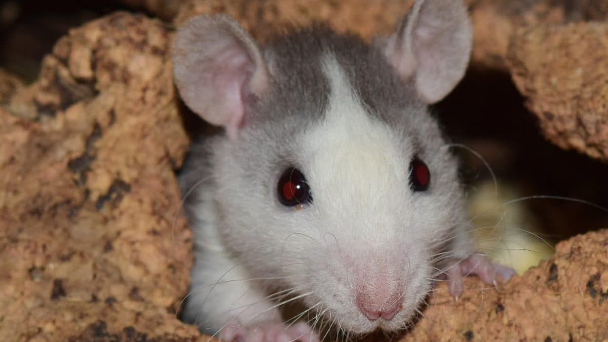 Comment savoir si vous avez des rats chez vous ?