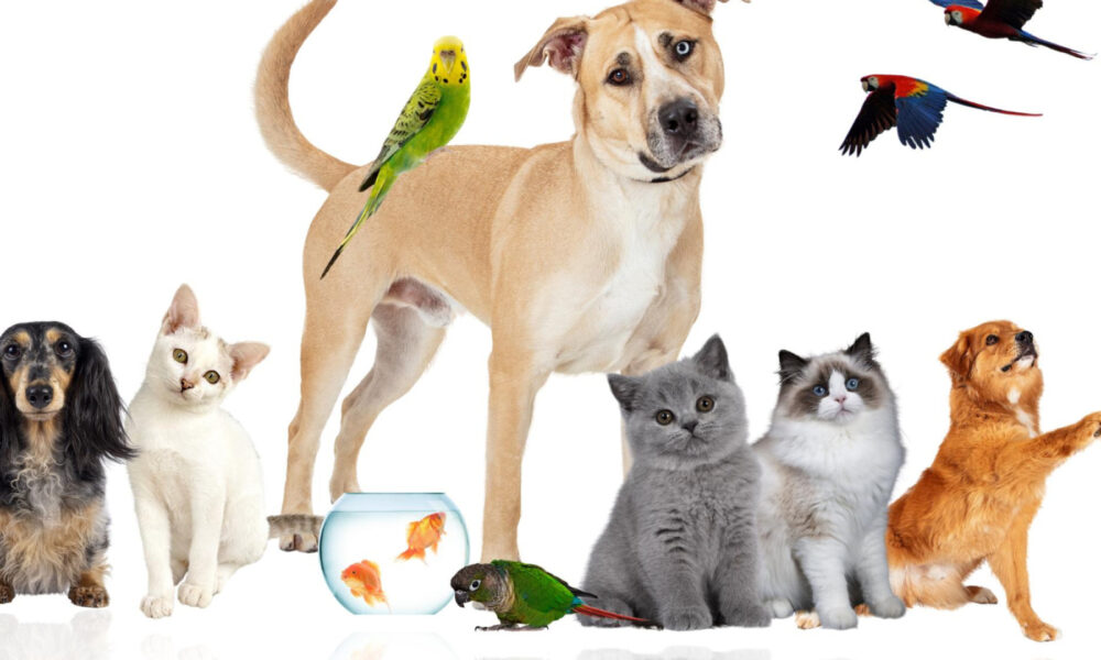 Comment souscrire à une assurance animaux efficace pour son compagnon ?