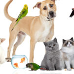 Comment souscrire à une assurance animaux efficace pour son compagnon ?