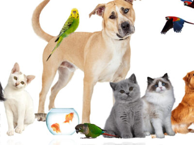 Comment souscrire à une assurance animaux efficace pour son compagnon ?