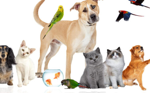 Comment souscrire à une assurance animaux efficace pour son compagnon ?