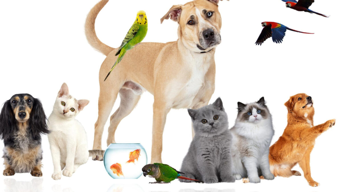 Comment souscrire à une assurance animaux efficace pour son compagnon ?