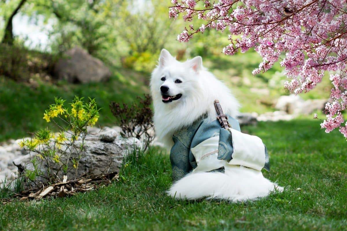 Découvrez les 5 races de chiens japonaises les plus populaires