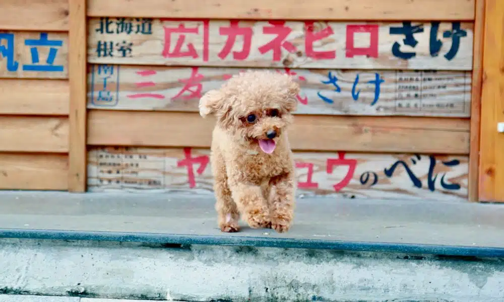 Découvrez les 5 races de chiens japonaises les plus populaires
