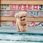 Découvrez les 5 races de chiens japonaises les plus populaires
