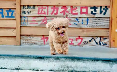 Découvrez les 5 races de chiens japonaises les plus populaires