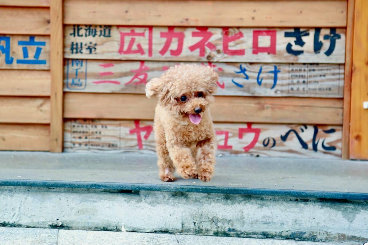 Découvrez les 5 races de chiens japonaises les plus populaires