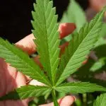 Où se procurer du CBD ?