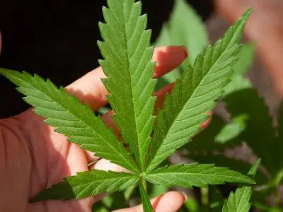 Où se procurer du CBD ?