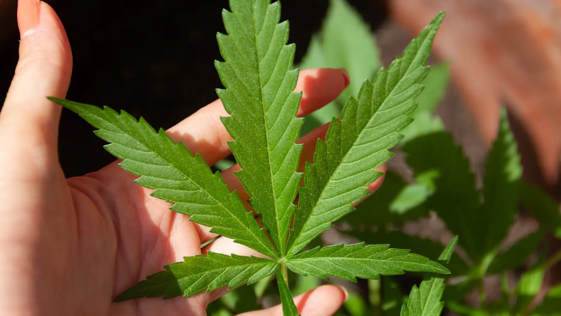 Où se procurer du CBD ?