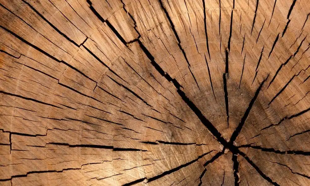 Quelles sont les offres des organismes de formation de la filière bois ?
