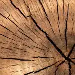 Quelles sont les offres des organismes de formation de la filière bois ?