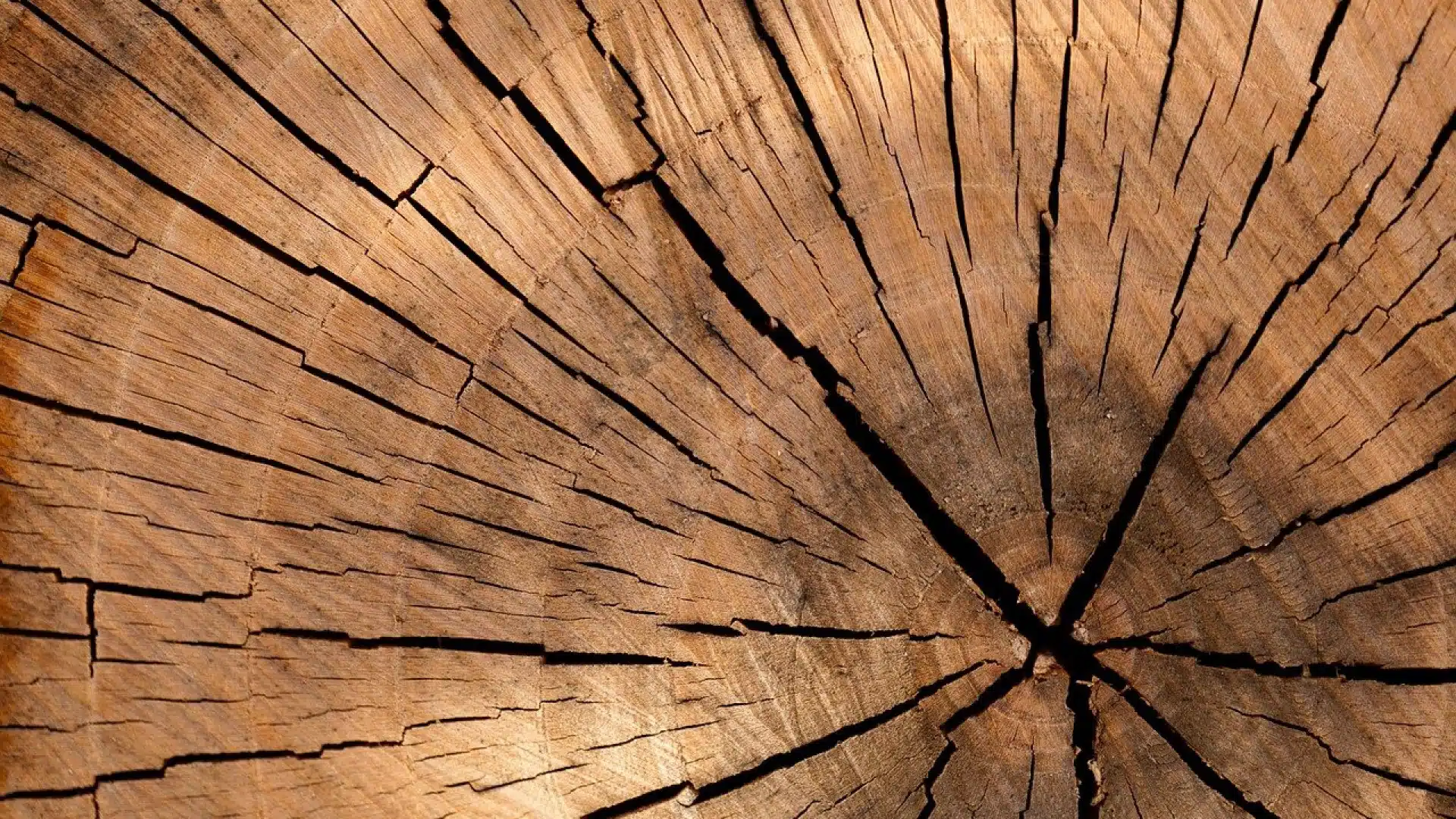 Quelles sont les offres des organismes de formation de la filière bois ?